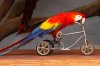 Ara_macao_-on_a_small_bicycle-8.jpg