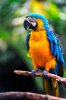colourful-parrot.jpg