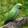 indian-parrot-3d-model.jpg