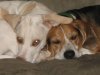 Dogs 002.jpg
