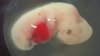_93817894_4-week-oldpigembryo.jpg